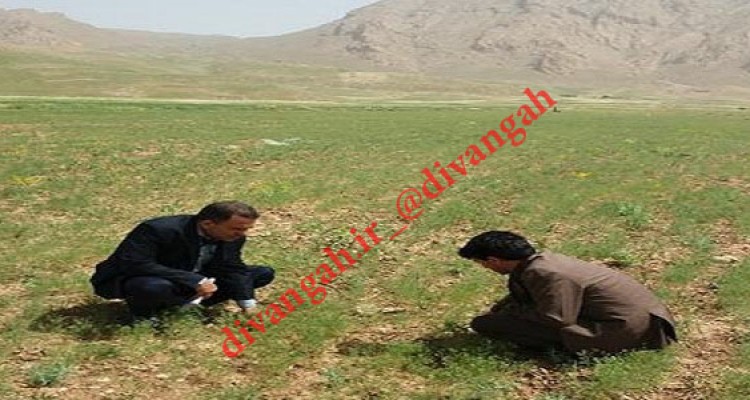  كشت 12/5 هكتار گیاهان دارویی در مزارع شهرستان هرسین