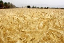 آغاز برداشت جو از سطح مزارع شهرستان هرسين+تصویر