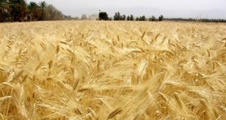 آغاز برداشت جو از سطح مزارع شهرستان هرسين+تصویر