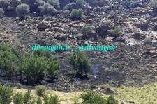 حدود یک هکنار از مراتع بخش بیستون دچار آتش سوزی شد
