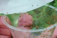 مبارزه بیولوژیک با آفات در سطح 865 هكتار از مزارع نخود و ذرت شهرستان هرسین