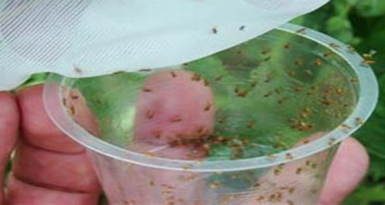 مبارزه بیولوژیک با آفات در سطح 865 هكتار از مزارع نخود و ذرت شهرستان هرسین