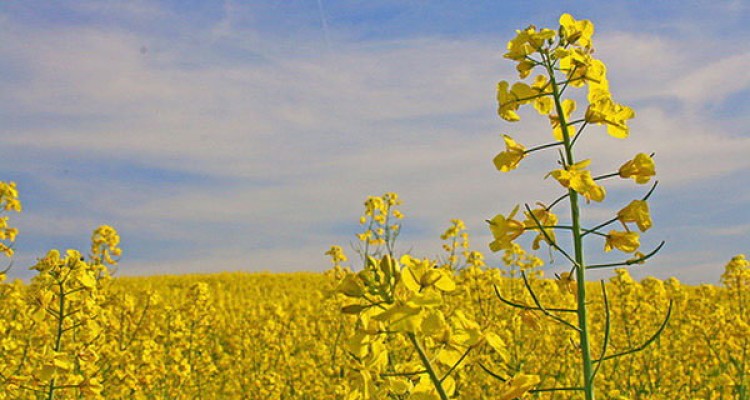 برداشت کلزا از مزارع  شهرستان هرسین آغاز شد