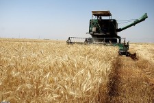 آغاز برداشت گندم از 12هزار هکتار از اراضی زراعی  هرسین