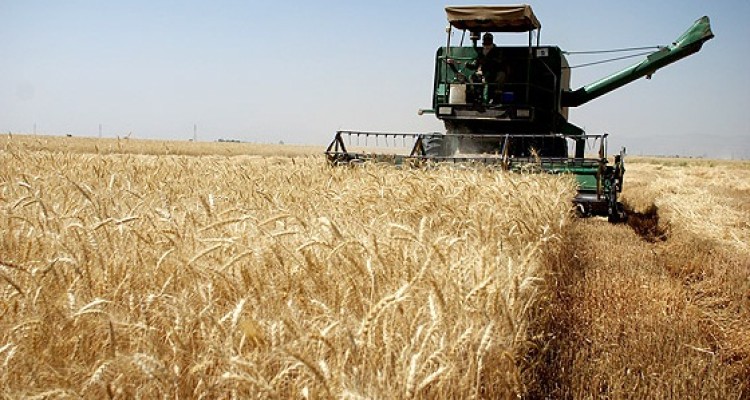آغاز برداشت گندم از 12هزار هکتار از اراضی زراعی  هرسین