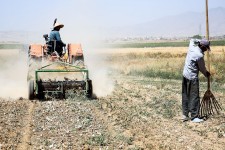 آغاز برداشت سیر در شهرستان هرسین / پیش بینی برداشت 300تن سیر از مزارع شهرستان