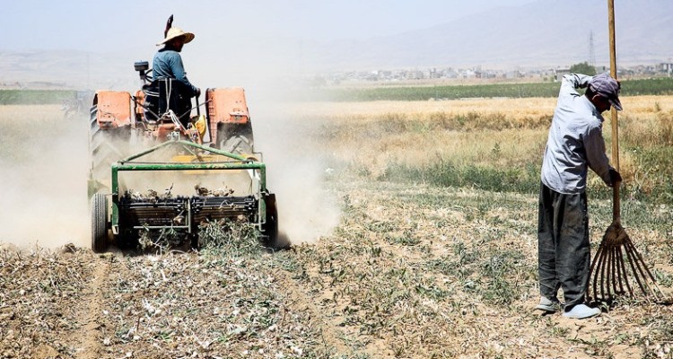 آغاز برداشت سیر در شهرستان هرسین / پیش بینی برداشت 300تن سیر از مزارع شهرستان