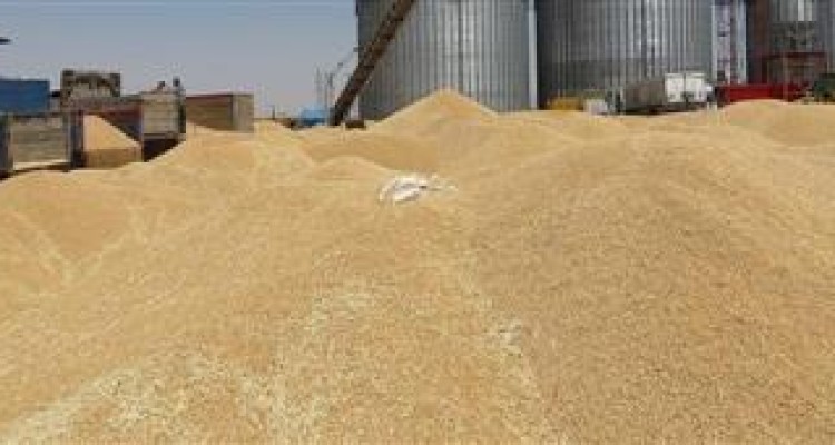 خرید 33 هزار تن گندم مازاد بر نیاز كشاورزان توسط مراكز خرید در هرسین