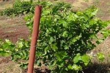 آغاز برداشت انگور از سطح تاكستانهاي شهرستان هرسين 