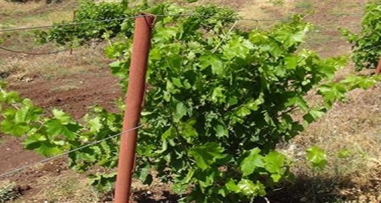 آغاز برداشت انگور از سطح تاكستانهاي شهرستان هرسين 