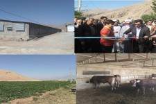 افتتاح چندین طرح کشاورزی ، دامپروری و عمرانی در شهرستان هرسین