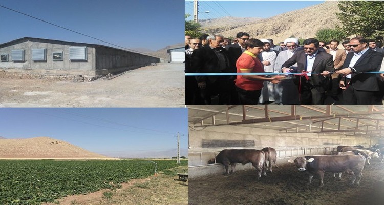 افتتاح چندین طرح کشاورزی ، دامپروری و عمرانی در شهرستان هرسین