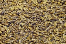 کشت 10 هکتار زیره سبز در هرسین 