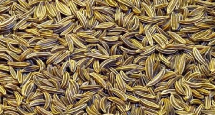 کشت 10 هکتار زیره سبز در هرسین 