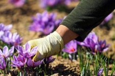 برداشت 9کیلو گرم زعفران از مزارع شهرستان هرسین