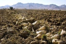 حدود 2070 هکتار از اراضی شهرستان زیر کشت چغندر رفته است