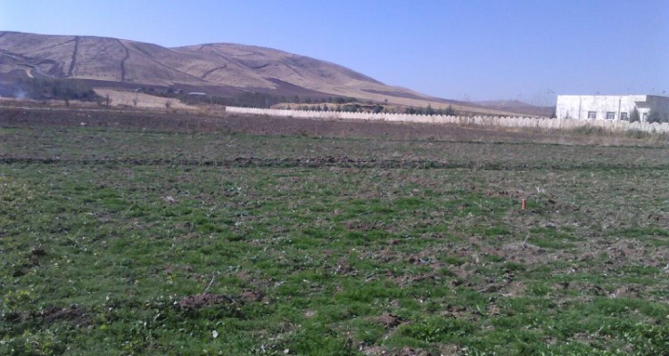 توسعه کشت گیاهان دارویی در شهرستان هرسین