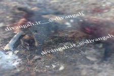  شکار غیر مجاز گراز وحشی در شهرستان هرسین