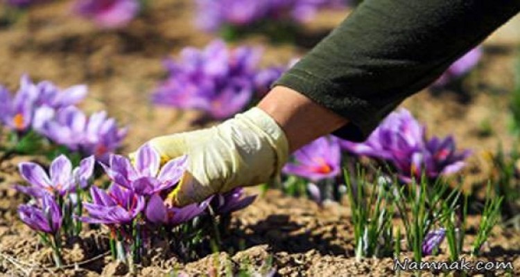 اختصاص 3/4هکتاراراضی شهرستان به کشت زعفران درسالجاری 