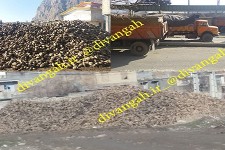 از بین رفتن حاصل دسترنج چغندرکاران هرسینی جلوی چشمان همه!