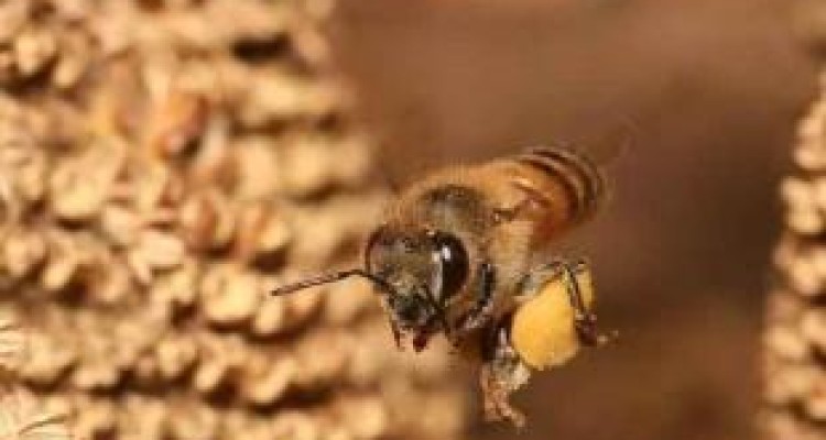 لشکرکشی ملکه چینی به قلمرو ملکه ایرانی