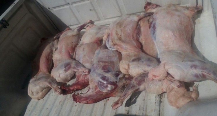 کشف 120 کیلوگرم لاشه کشتار غیرمجاز از یک قصابی در هرسین