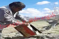 رها سازی یک بهله پرنده شکاری تیمار شده در طبیعت هرسین+تصویر