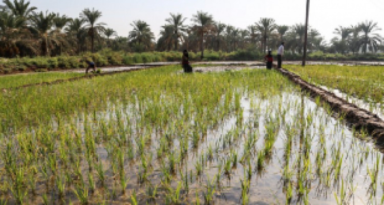 کشت برنج در شهرستان هرسین از استان کرمانشاه ممنوع شد
