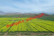 کاشت 15 رقم کلزا در دهستان شیرز  در هرسین