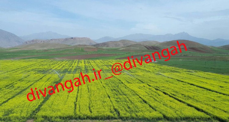 کاشت 15 رقم کلزا در دهستان شیرز  در هرسین