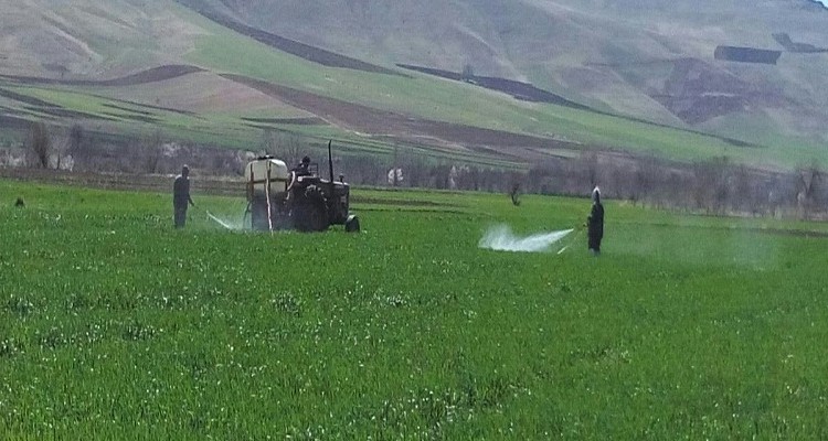 اجرای طرح مبارزه با آفت سن غلات و علف هرز در سطح مزارع هرسین