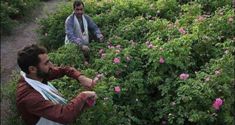 آغاز برداشت گل محمدی  در سطح 45هکتار از باغات هرسین