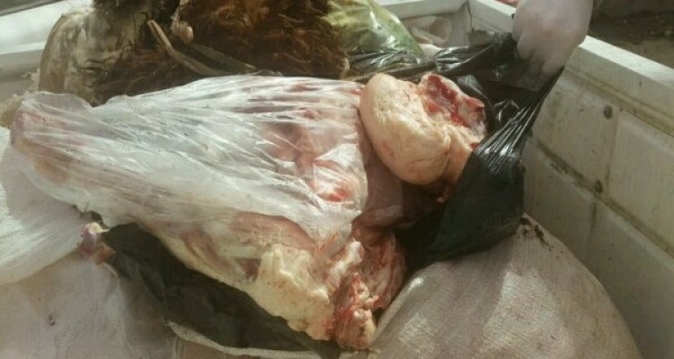 ۲۵کیلوگرم گوشت کشتار غیرمجاز در هرسین ضبط شد