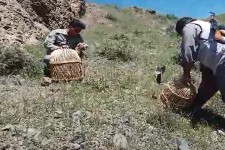 کشف و رهاسازی 2 قطعه کبک در طبیعت بهاری هرسین