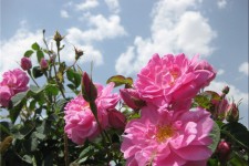 پيش بيني توليد 360 هزار ليتر گلاب در شهرستان هرسين