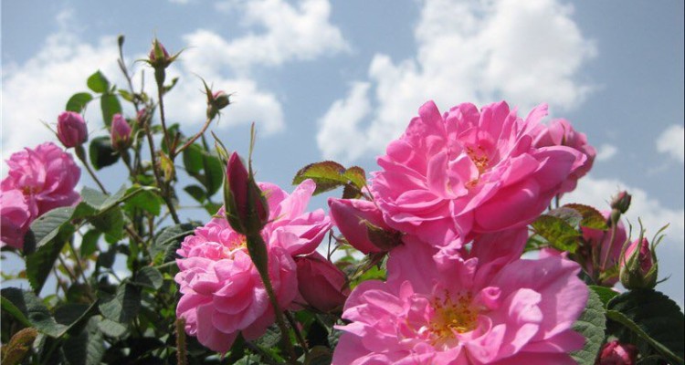 پيش بيني توليد 360 هزار ليتر گلاب در شهرستان هرسين