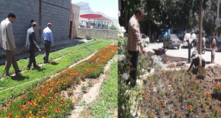 طرح گل کاری تابستانه فضای سبزشهرهرسین آغازشد/ صرفه جویی30میلیون تومانی در تولید گل های زینتی 