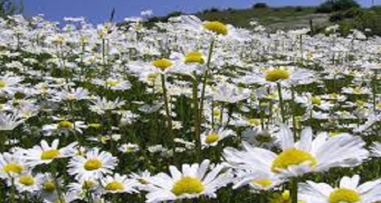 اختصاص 383 هكتار از اراضي در هرسین به  كشت گياهان دارويي 