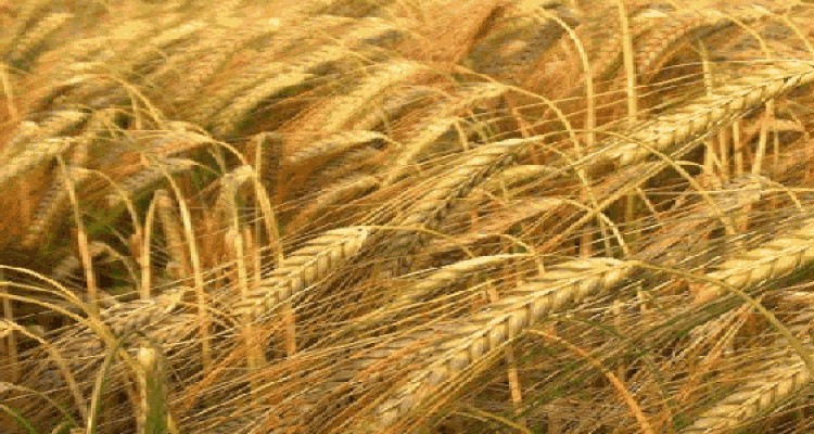 تولید بیش از ۱۱ هزار تن جو در شهرستان هرسین.