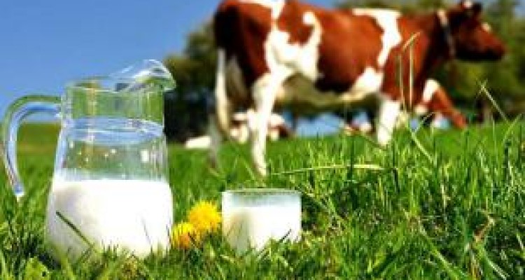 بیداد گرانی لبنیات در بزرگترین استان صادرکننده شیر