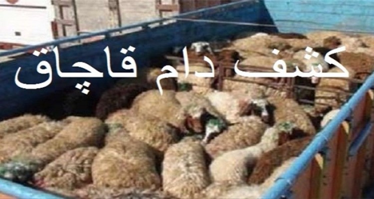 26 راس دام قاچاق در هرسین کشف شد 