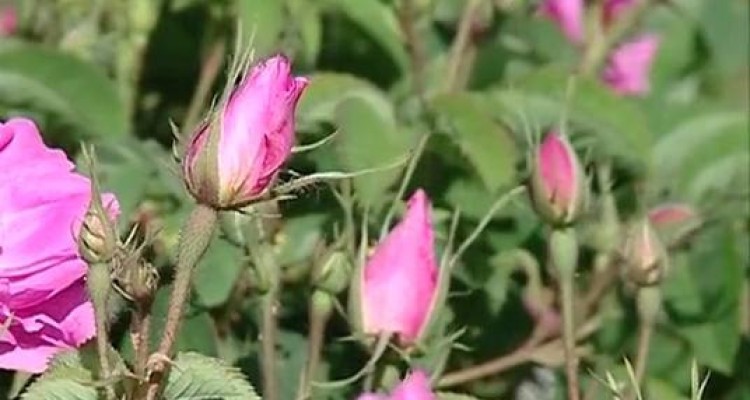 پیش‌بینی برداشت 180 تن گل محمدی در هرسین 