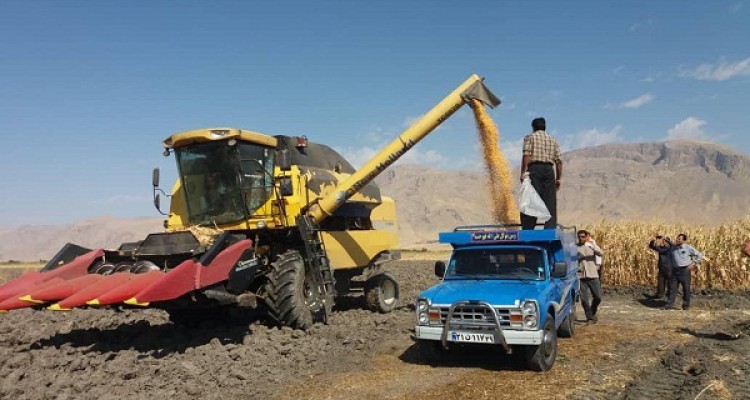 تولید ۸۵۰۰ تن ذرت دانه ای در شهرستان هرسین