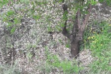 خسارت به 1873هکتار از مزارع و باغات شهرستان هرسین