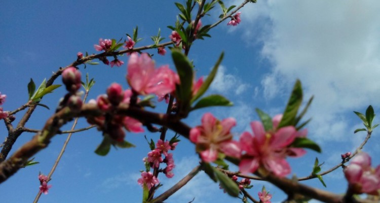 تصاویری از هنرنمایی بهار در هرسین