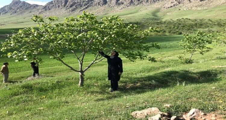 خسارت تگرگ و باد در سطح باغات و مزارع شهرستان مورد رصد و ارزیابی قرار گرفت