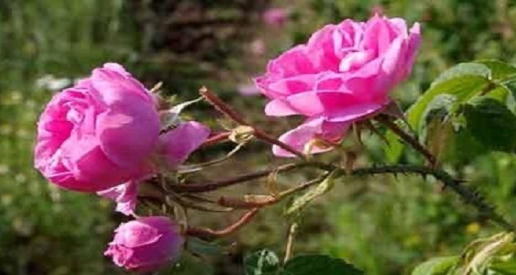 پیش بینی برداشت ۱۶۵ تن گل محمدی از سطح باغات شهرستان هرسین