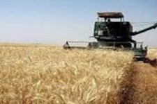 افزایش ۲۰ درصدی تولید گندم و جو نسبت به سال گذشته در هرسین 