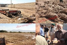 خسارت 9میلیارد و سیصد میلیون تومانی سیل اخیر به مزارع، باغات، دام و زیرساخت های کشاورزی در هرسین