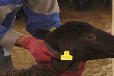 اجرای طرح بیمه وهویت گذاری دام ها در هرسین